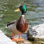 Duck-on-shore-w