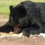 Black-Bear-1-W