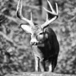Buck-1-W