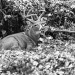 Buck-2-W