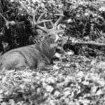 Buck-2-W-300×1881.jpg