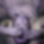cat_x07_04
