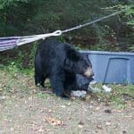 Black Bears Garbage Collector
