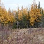 This is a clearing at my property. Along this edge pictured would be a great location for a mock scrape and licking branch.