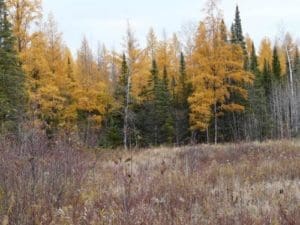 This is a clearing at my property. Along this edge pictured would be a great location for a mock scrape and licking branch.