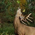 Whitetail Buck at Licking Branch – Hunting Magazine