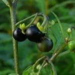 Black-Night-Shade-300×2251.jpg