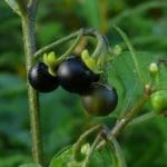 Black-Night-Shade1.jpg