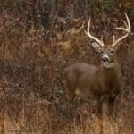 Creating your own scrape and licking branch will get these guys wondering the new buck in the area! We can dream am I right!