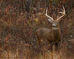 Creating your own scrape and licking branch will get these guys wondering the new buck in the area! We can dream am I right!