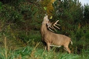 Here is a prime example ofa buck working a licking branch. Letting other bucks in the area know what hes all about.