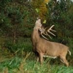 Buck-at-a-licking-branch-300×2001.jpg