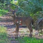 Deer-Shot-Meme-1