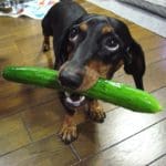 OH…I’m a Hunting Retriever