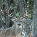 white-tail-buck-300×2251.jpg