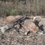 Bowbuck-rfrick-103012-300×2251.jpg