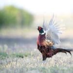 Ring-tail Pheasant flight