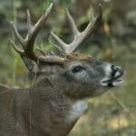 Rutting 10-Point Whitetail Buck