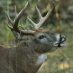 Sniffing-Buck-larrywbrown-300×2001.jpg