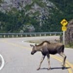 moose-on-road-201×3001.jpg