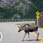 moose-on-road2.jpg