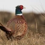 Late-season Pheasant Hunting