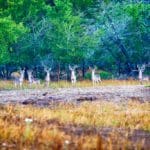 whitetail-deer
