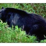 New Hampshire Black Bear