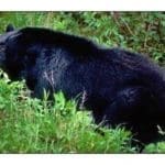 Black-bear2-260×2601.jpg