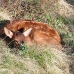 Elk-Calf-w