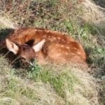 Elk-Calf-w-300×2001.jpg