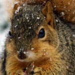 Fox-squirrel-2-w