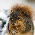 Fox-squirrel-w