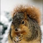 Fox-squirrel-w-260×2601.jpg