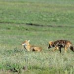 Radio-Collar-Coyote-W