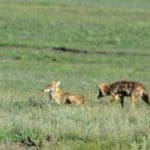 Radio-Collar-Coyote-W-300×2001.jpg