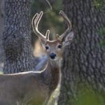 Three Charged With Illegally Hunting Deer at Night