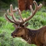 bull-elk-w-300×2691.jpg