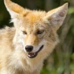 coyote-2-W-300×2001.jpg