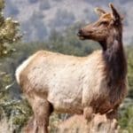 elk_cow_outside_rocky_mountain_national_park-300×1901.jpg