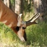 Pronghorn-1-300×2001.jpg