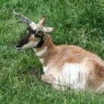 Pronghorn-2-300×2001.jpg