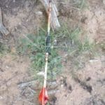arrow-from-bull-1-206×3001.jpg