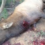 bull-shot-placment-12.jpg