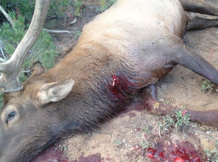 Shot Placement on Bull Elk