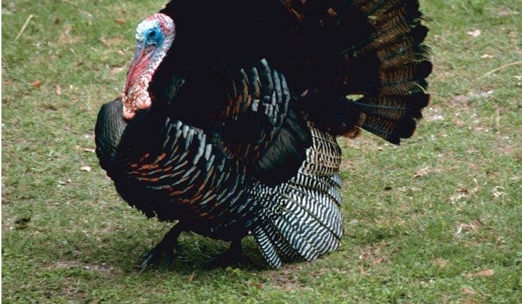 Wild Turkey_DNR