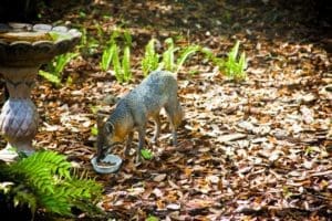 gray Fox_Kolin Toney