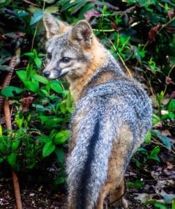 grayfox_-Larry-WEB