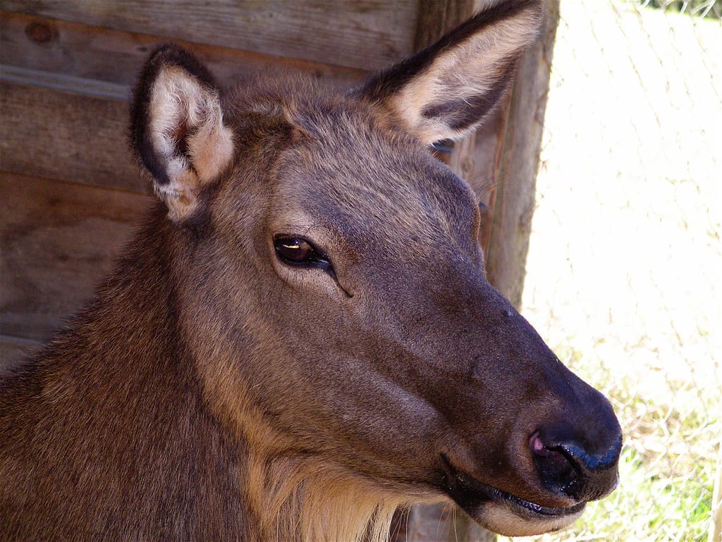 Doe Elk license Doe elk by Alan Wolf