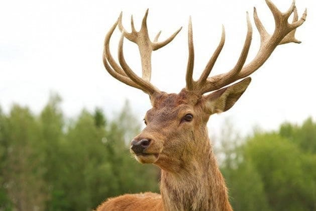 Red Stag Deer with Antlers